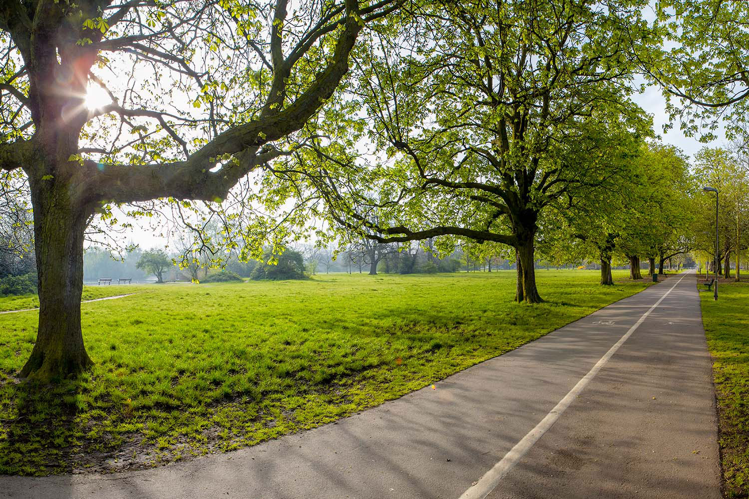 The late coker trees of Tooting Common